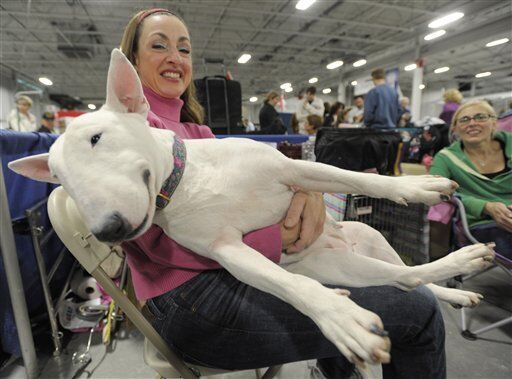 'The National Dog Show'